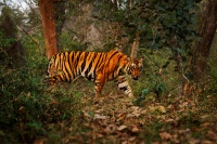 Tygr - Panthera tigris - Tiger o8010